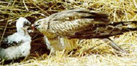 fauna02.jpg