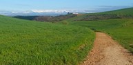 CAMINO DE ALGETE.jpg