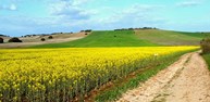 CAMINO DE LAS NAVAS Y TORRECILLA.jpg