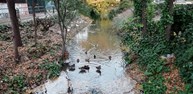 patitos .jpg