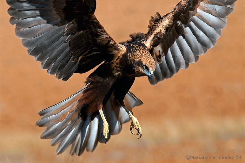 Aguilucho lagunero (1).JPG
