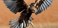 Aguilucho lagunero (1).JPG