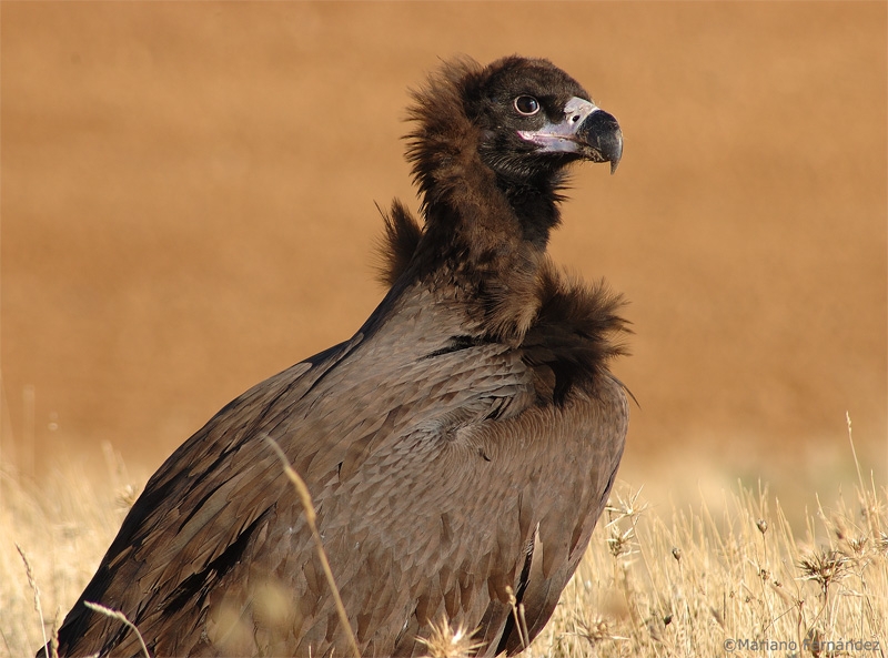 Buitre negro.3 (1).JPG