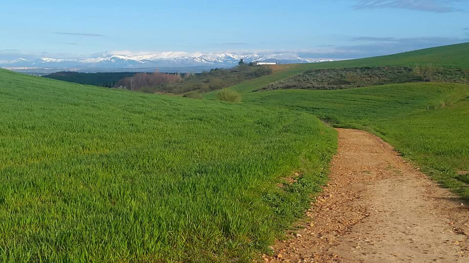 CAMINO DE ALGETE.jpg