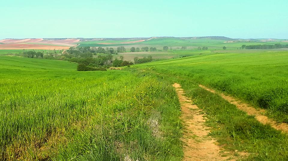 CAMINO DE CAMARMA (2).jpg