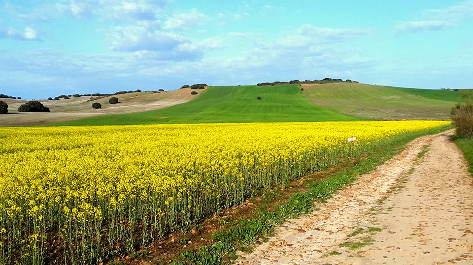 CAMINO DE LAS NAVAS Y TORRECILLA.jpg